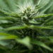 Many States have Legalized Medical Marijuana, so Why Does DEA Still Say it has No Therapeutic Use?